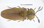 Foto (Dorsalansicht) von Tetralobus flabellicornis (NHMW-ZOO-COL-0010578)